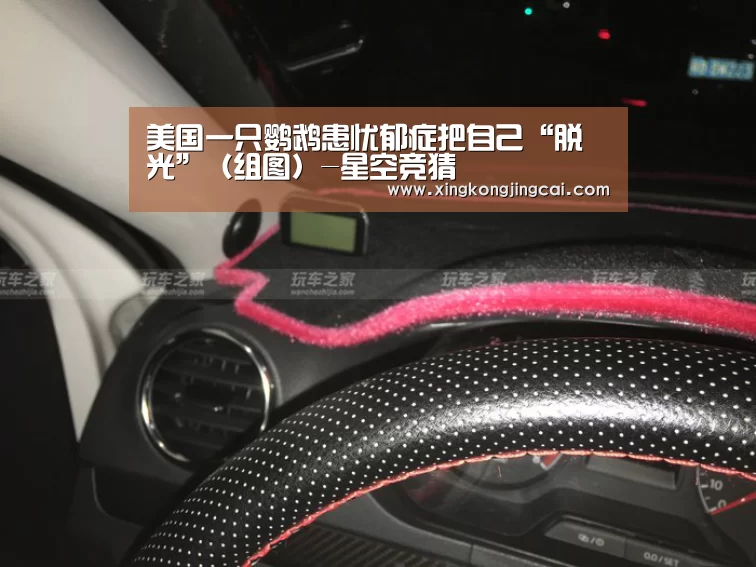 美国一只鹦鹉患忧郁症把自己“脱光”(组图)-星空竞猜(图1) 星空官网