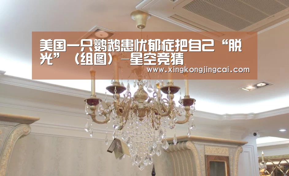 美国一只鹦鹉患忧郁症把自己“脱光”(组图)-星空竞猜(图3) 星空竞猜